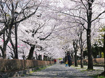 菊池神社、菊池公園の桜photoコレクション 2014_a0254656_208744.jpg