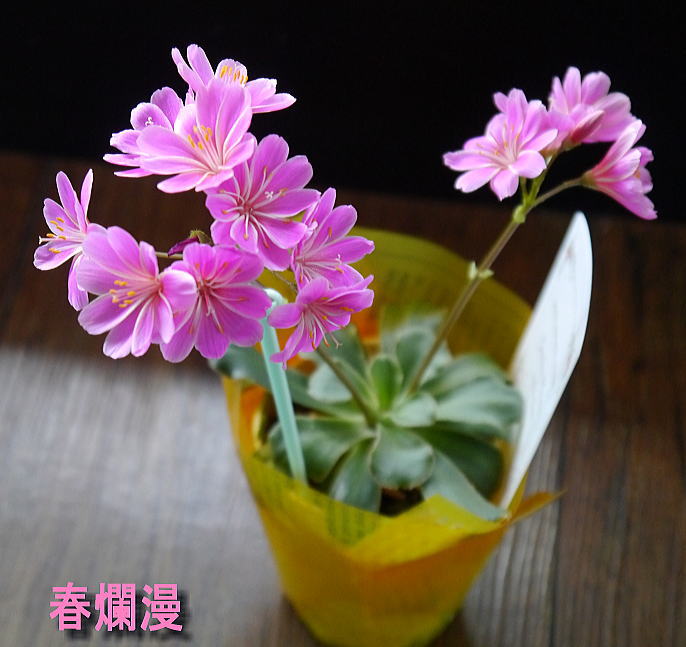 きっと春爛漫_f0178858_11545463.jpg