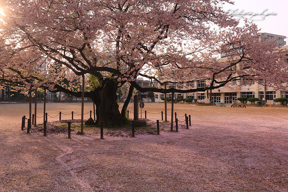 第8回　東六小の桜と音楽を愛でる会_e0019860_1631668.jpg