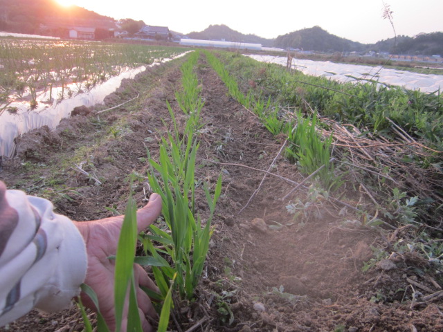 種取り用のはだか大麦_e0181260_2030073.jpg