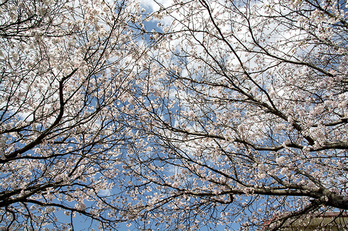 高知の桜は満開になりました　3月27日_f0231460_16373678.jpg