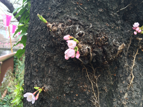 嬉しい桜と嬉しくない桜_c0133561_22656100.jpg