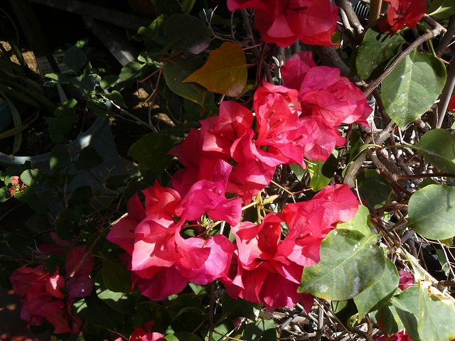 d0019074_21491636.jpg