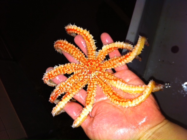 ヒトデ大漁 竹島水族館スタッフブログ ヒトデ大漁 竹島水族館スタッフブログ