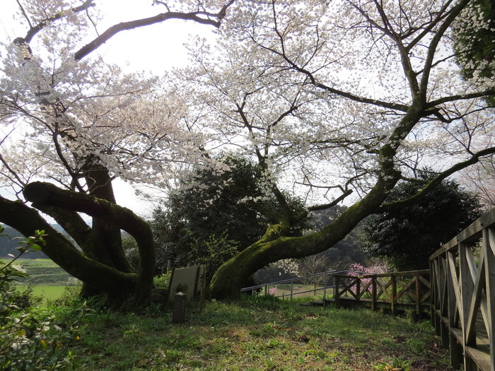 明星桜 伊万里市で満開 谷口まさる 武雄見聞記