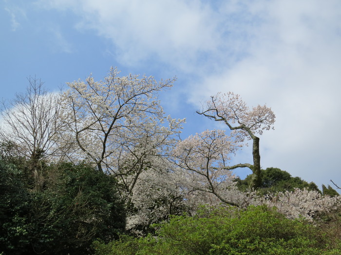 明星桜 伊万里市で満開 谷口まさる 武雄見聞記