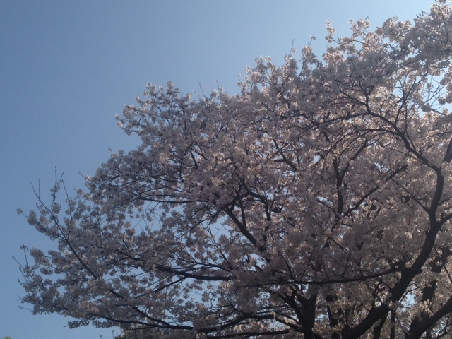 桜満開！！_f0308082_10373240.jpg