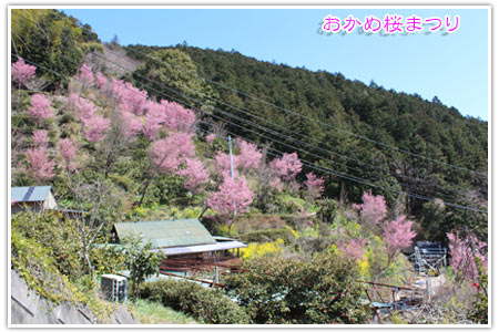 2014年3月23日　根府川　おかめ桜まつり_b0024183_207331.jpg