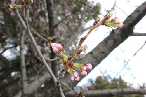 桜速報ｂｙ岡崎城_c0285687_20223674.jpg