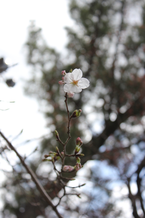 桜速報ｂｙ岡崎城_c0285687_20232534.jpg