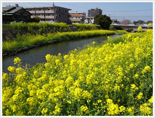 お花見はいつにする?焦っちゃうな~_b0175688_21504720.jpg