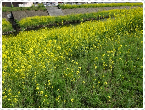 お花見はいつにする?焦っちゃうな~_b0175688_21505918.jpg