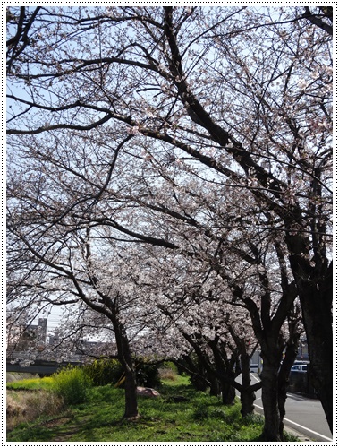 お花見はいつにする?焦っちゃうな~_b0175688_21512765.jpg