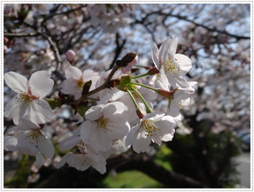 お花見はいつにする?焦っちゃうな~_b0175688_2151373.jpg