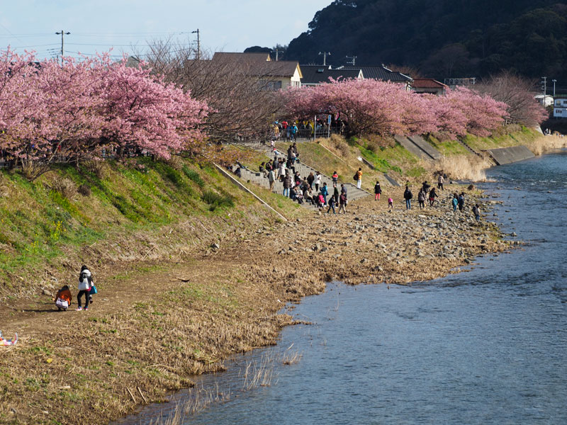 No.52　静岡県　河津桜まつり _b0120889_23253385.jpg