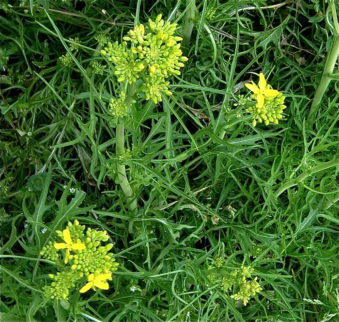 ミズナ 水菜 の花 楽餓鬼