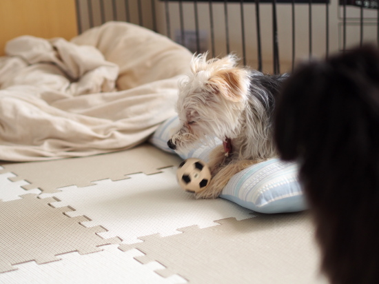 犬が高いところに上りたがる不思議_e0290293_642496.jpg