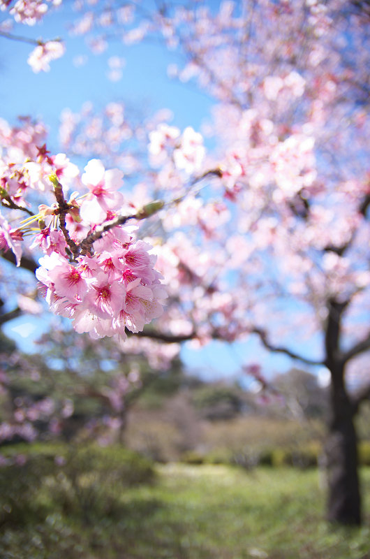 桜の季節_e0260795_23591749.jpg