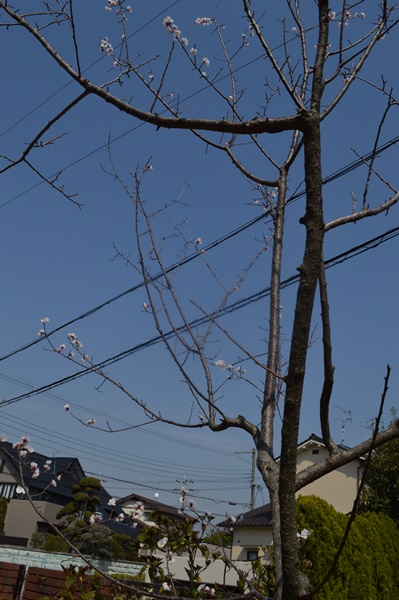 2014.春のお手入れ_a0233896_18294220.jpg