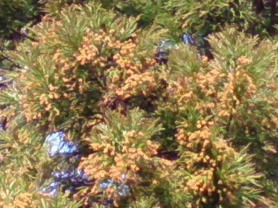 e0252905_1061471.jpg