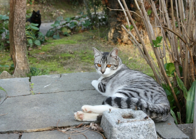 猫と春の花のコラボ_b0307008_19545982.jpg