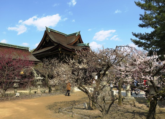 梅見のお散歩・北野天満宮_d0125208_0545647.jpg