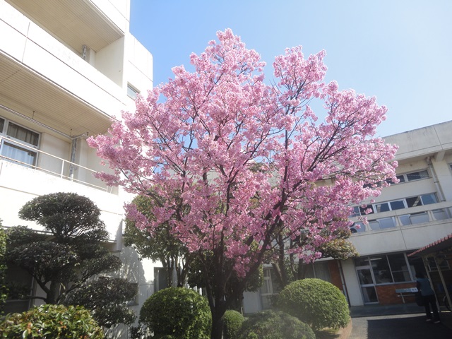 陽光桜も満開(西条市丹原町)…2015/3/27_f0231709_1326177.jpg