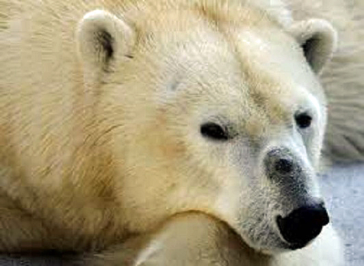 フランス東部アルザス地方のミュルーズ動物園にパルミール動物園からティナが無事帰還_a0151913_13504682.jpg