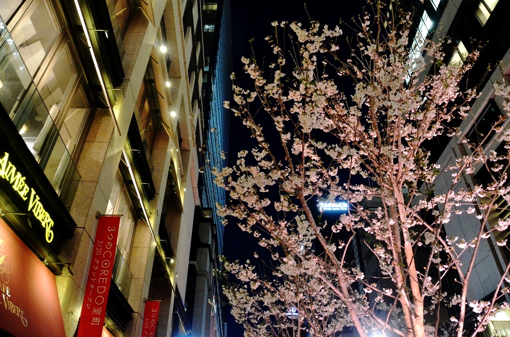 桜ライトアップ_d0065116_1842427.jpg