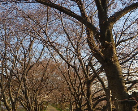 桜探索_c0280322_23493202.jpg