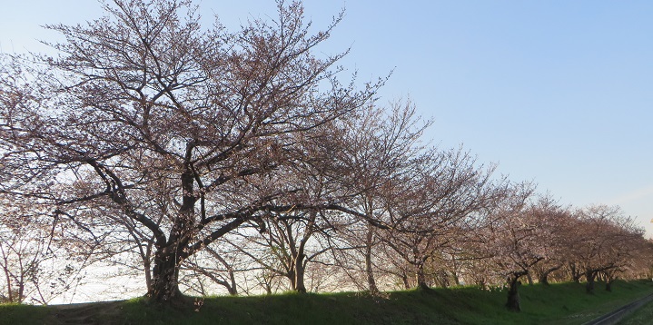 桜探索_c0280322_23534388.jpg