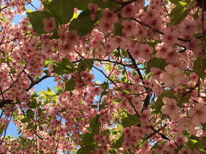 井の頭公園西園 SEA級グルメ祭り_f0062122_15364135.jpg