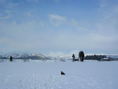 今朝の ジェム ＆ メロ ～ 少し積もった新雪の上で_d0015124_2032091.jpg