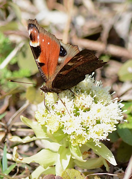 ギフチョウ、出ました！（2014年3月28日） _d0303129_2322165.jpg