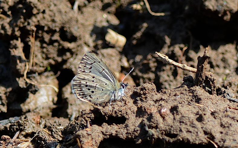 ギフチョウ、出ました！（2014年3月28日） _d0303129_232277.jpg