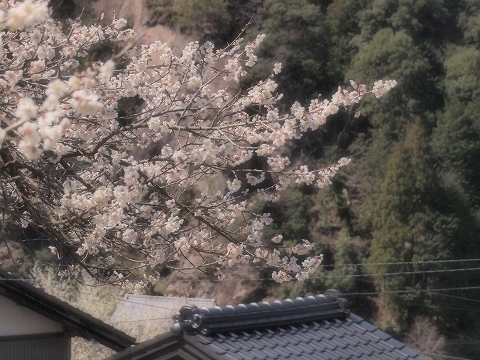 川売梅園_c0077531_23153275.jpg