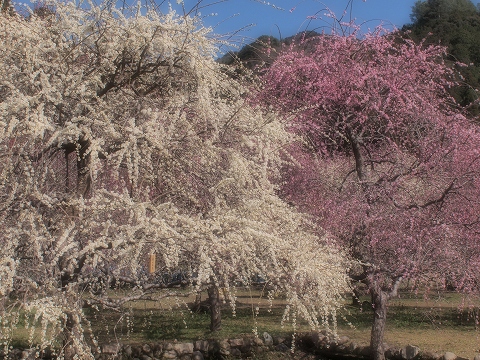 川売梅園_c0077531_23192563.jpg
