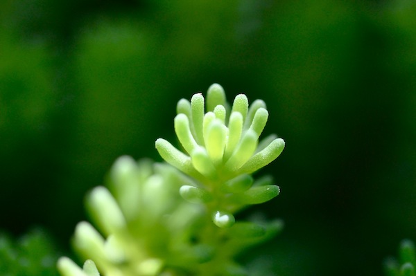 sedum_b0172633_10212042.jpg