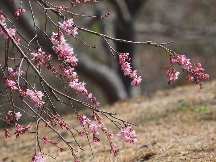 桜はまだ早い様で・・・_e0324435_20162499.jpg