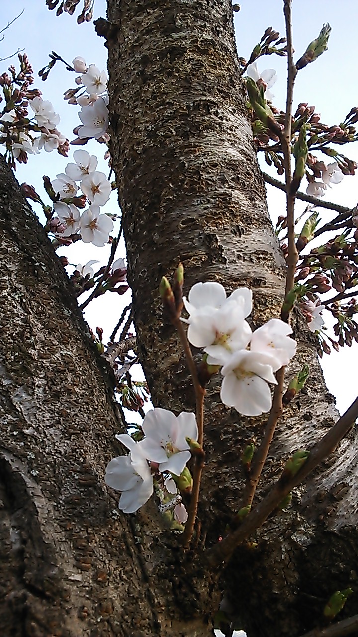 食べ歩き FUKUOKA_c0119937_119734.jpg