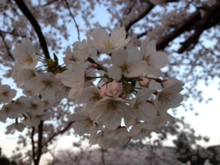 阿蘇西原村大切り畑ダム湖の桜です_d0009738_6382682.jpg