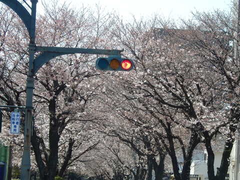 a0054240_1585319.jpg