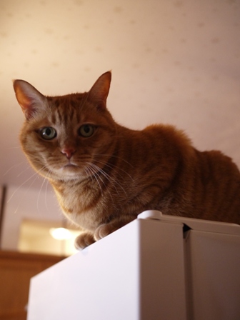 冷蔵庫上猫 しぇる編。_a0143140_22564030.jpg