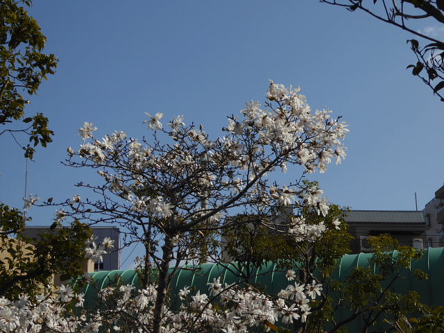 菜の花と紫花菜、アリッサム、金盞花、アルメリア、四手辛夷_c0051143_032042.jpg