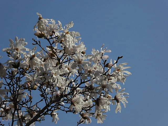 菜の花と紫花菜、アリッサム、金盞花、アルメリア、四手辛夷_c0051143_034514.jpg