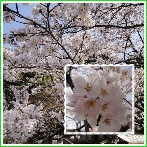 古処山へ、そして秋月の桜観賞_e0164643_2233164.jpg