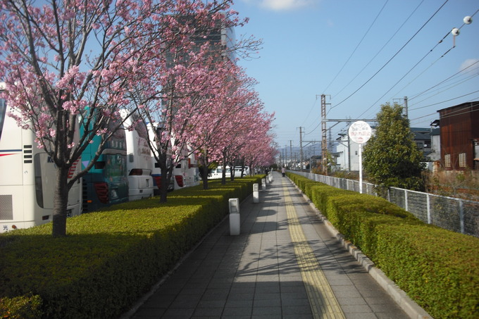 早咲きの桜_a0116246_18564310.jpg