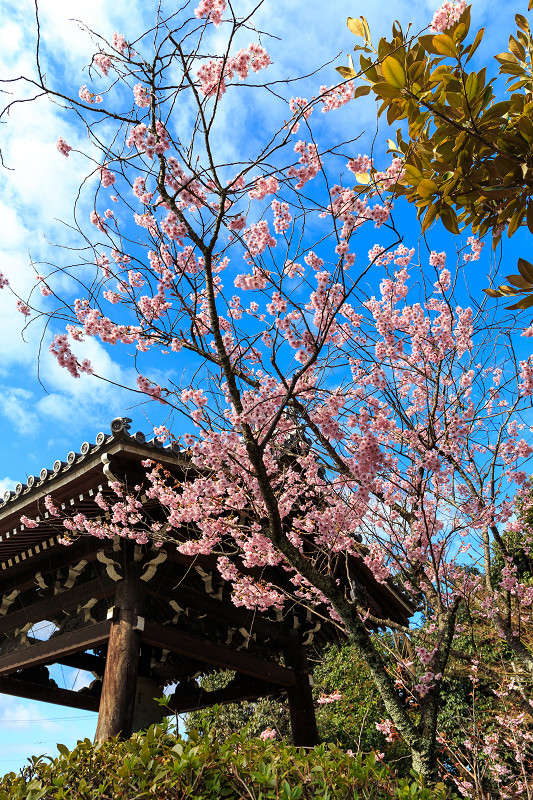 知恩寺・ふじざくら_f0155048_2225163.jpg