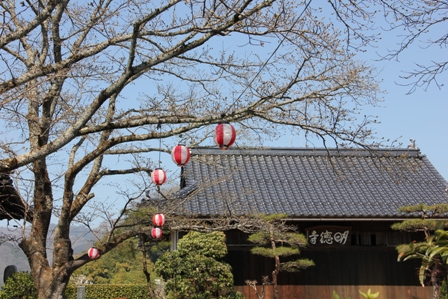 勝山町並みのさくら開花が間近か！！_d0220350_14341188.jpg