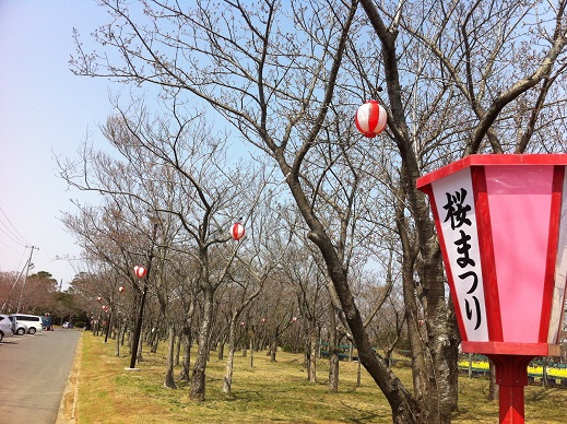 桜まつりイベント詳細!!_f0229750_16555582.jpg
